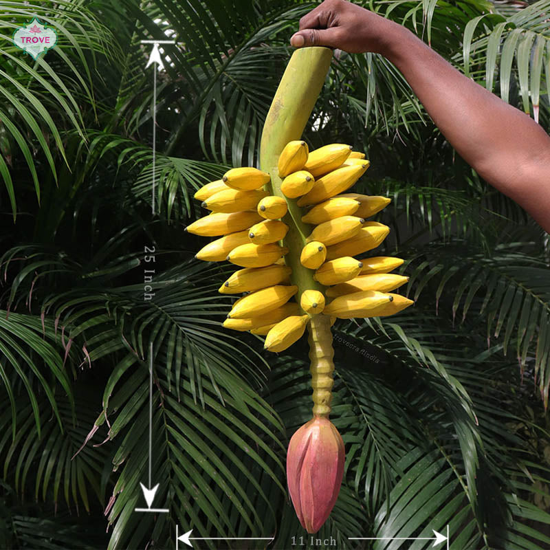 Plantain Plant